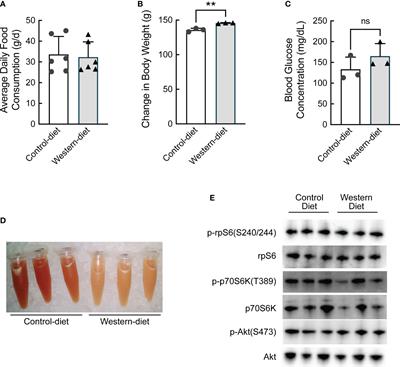 An integrative approach to assessing effects of a short-term Western diet on gene expression in rat liver